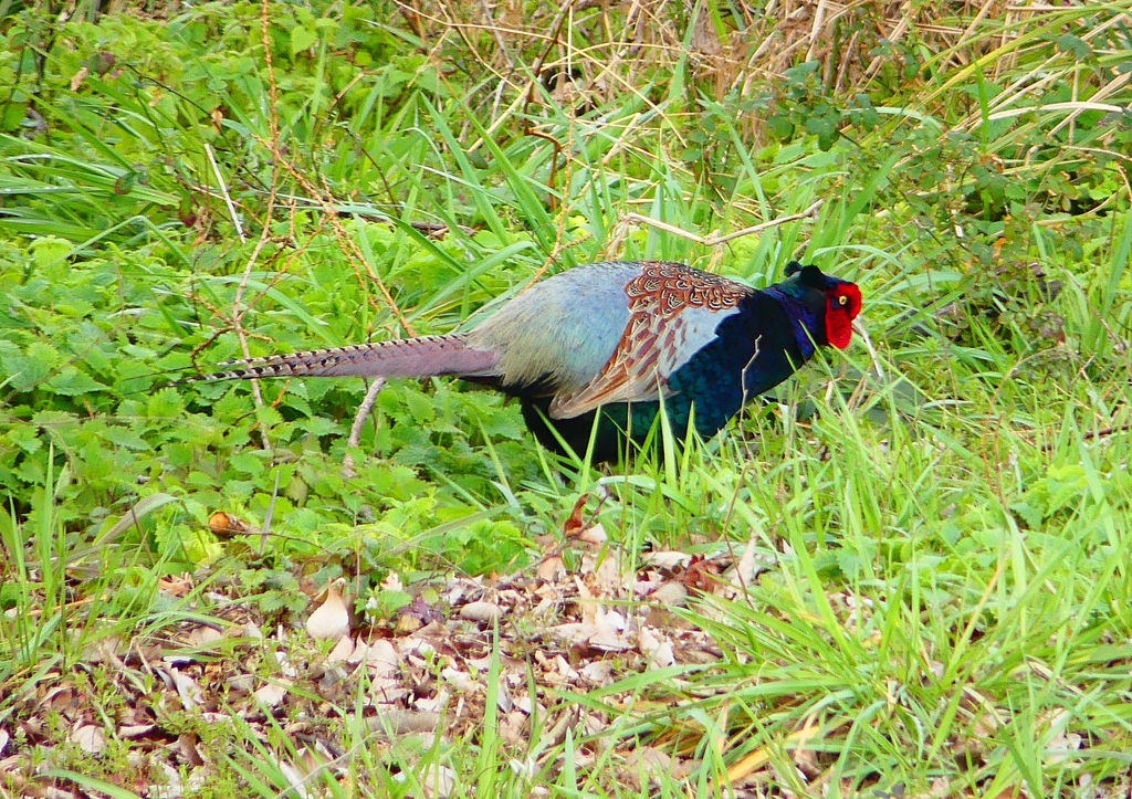 P1840656：キジ（オス）_R