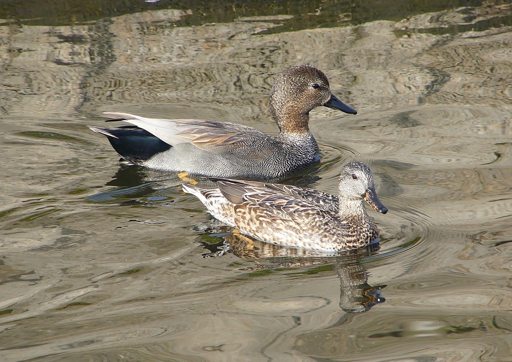 P1570571：オカヨシガモ_R