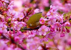 P1870117：河津桜にメジロ_R