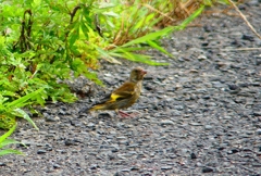 P1030175：カワラヒワ（幼鳥）_R
