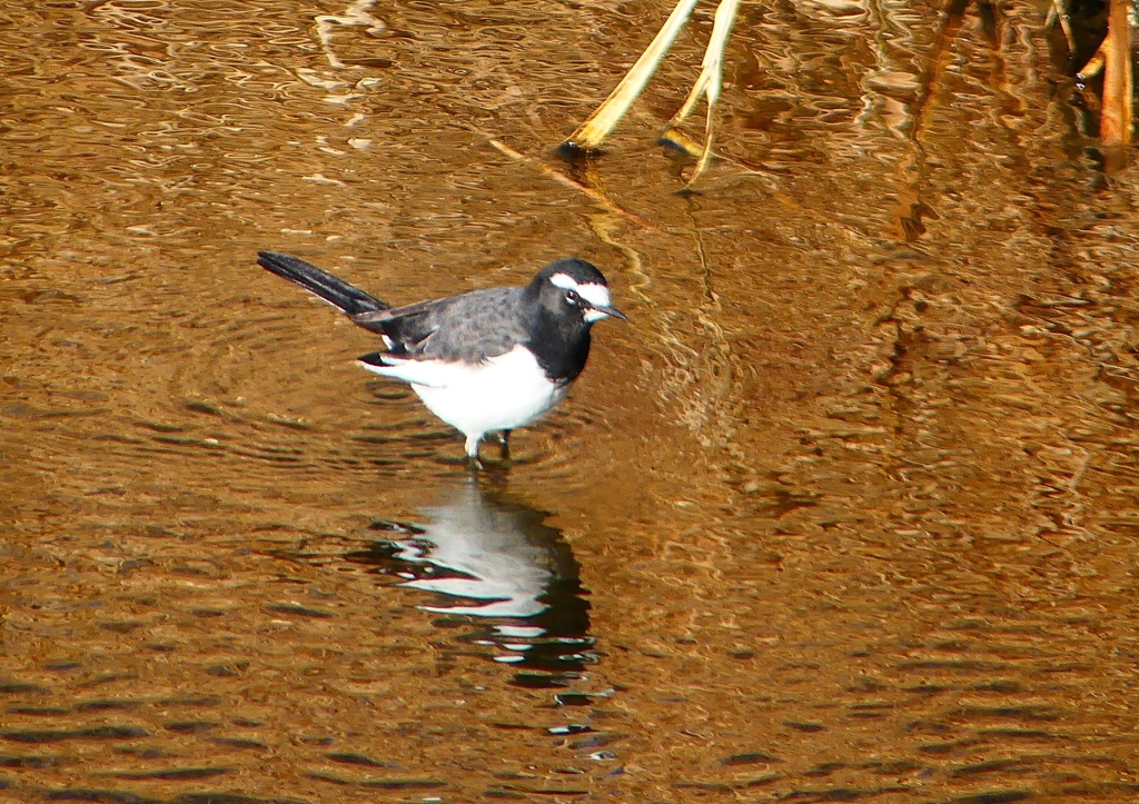 P1610184：セグロセキレイ_R