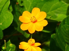 P4480527：キバナコスモス_R