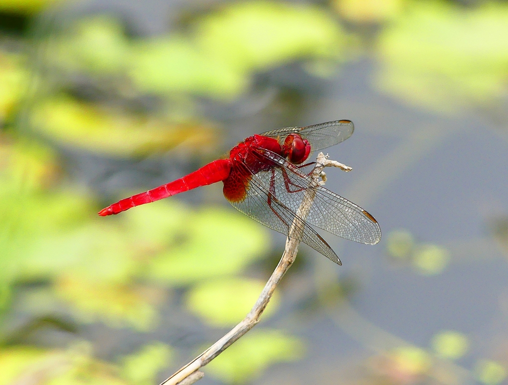 P4230479：ショウジョウトンボ（オス）_R