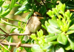P1940636：モズ（幼鳥）_R