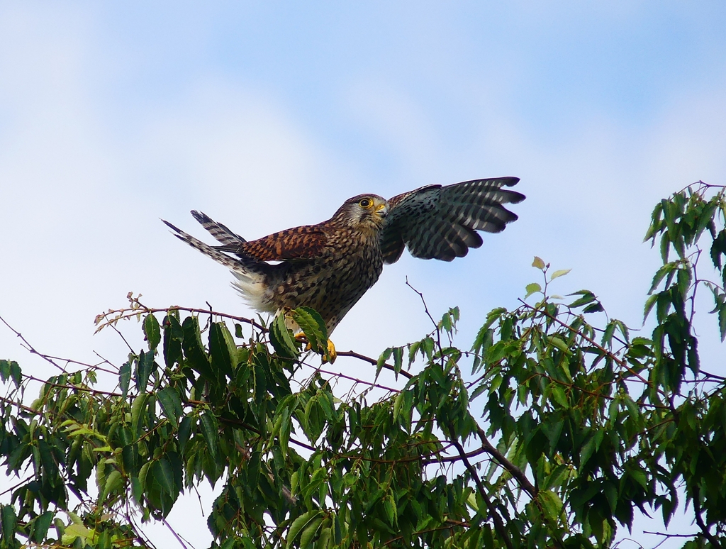 P4150492：チョウゲンボウ_R