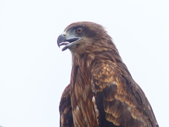 P4300061：トビ_R