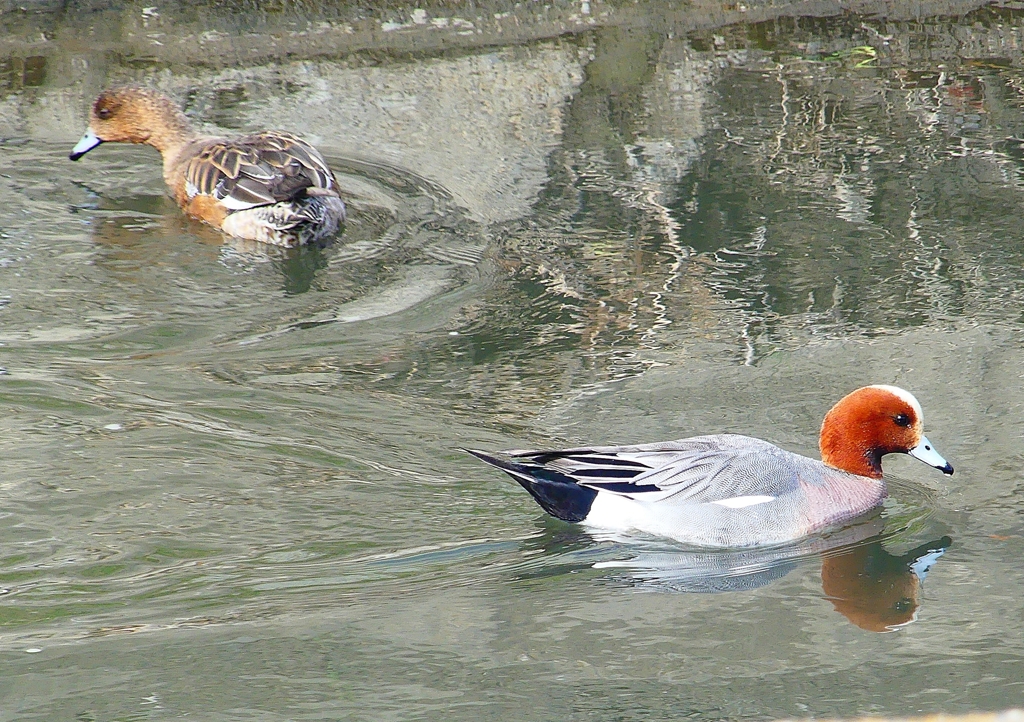 P1820022：ヒドリガモ_R