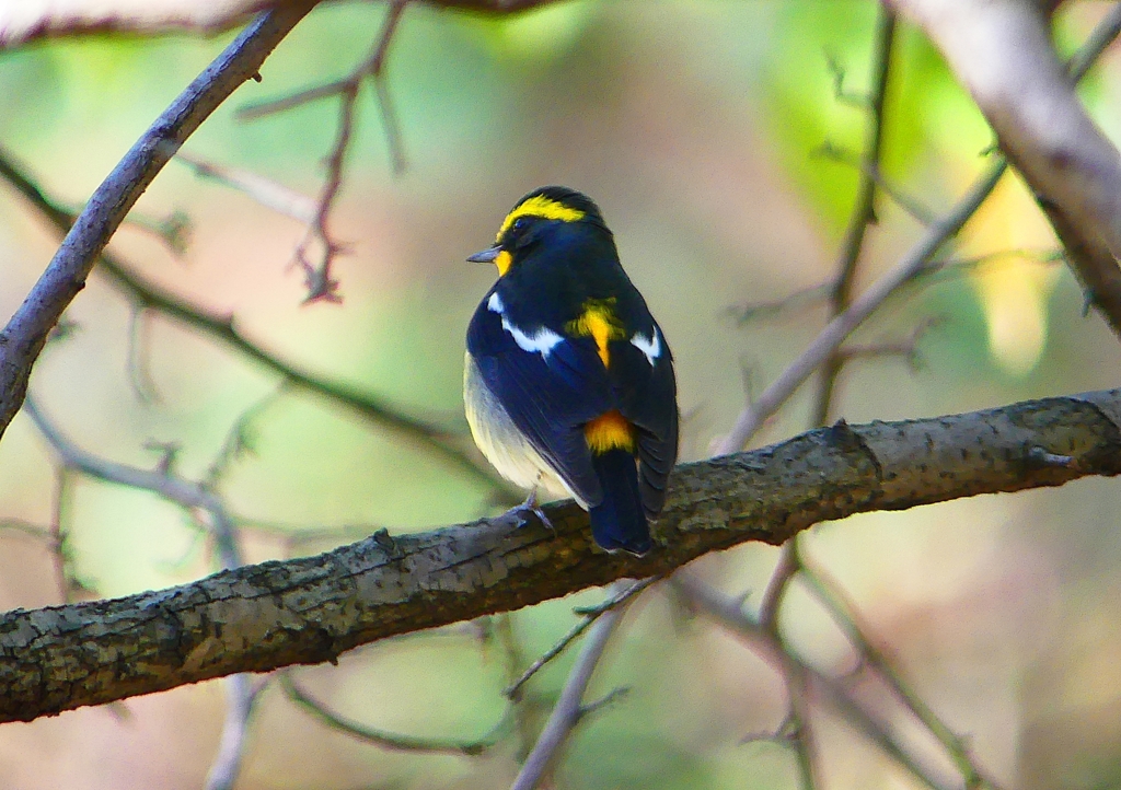 P1330149：キビタキ（オス）_R