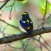 P1330149：キビタキ（オス）_R