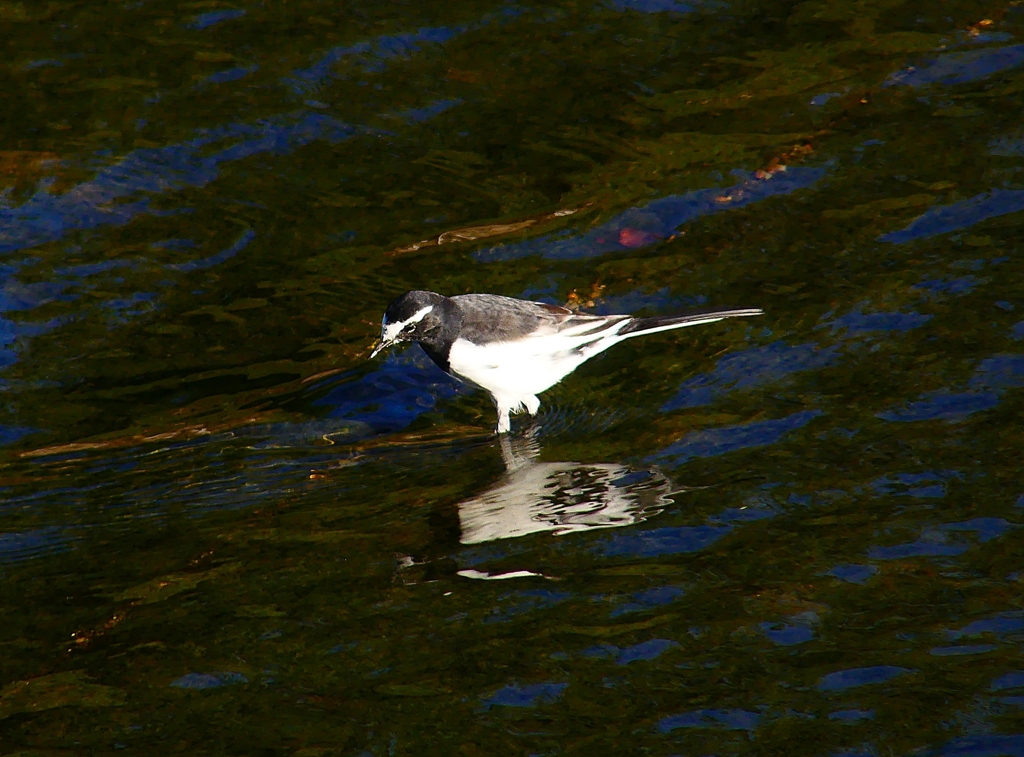 P4360646：セグロセキレイ_R