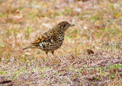 P1760089：トラツグミ_R