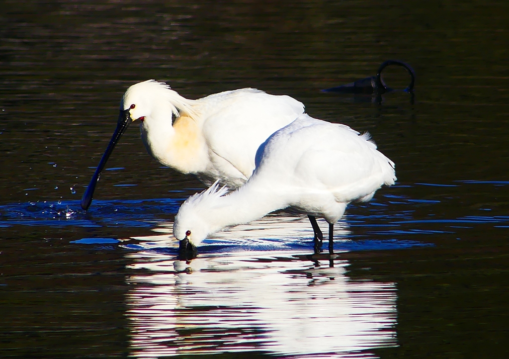 P1680836：ヘラサギ_R