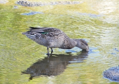 P1220254：コガモ_R