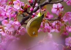 P1870009：河津桜にメジロ_R