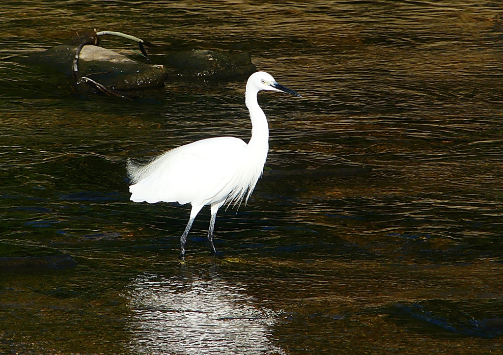 P1160813：コサギ_R
