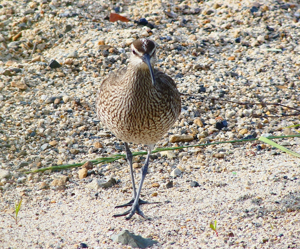 P4980371：チュウシャクシギ_R