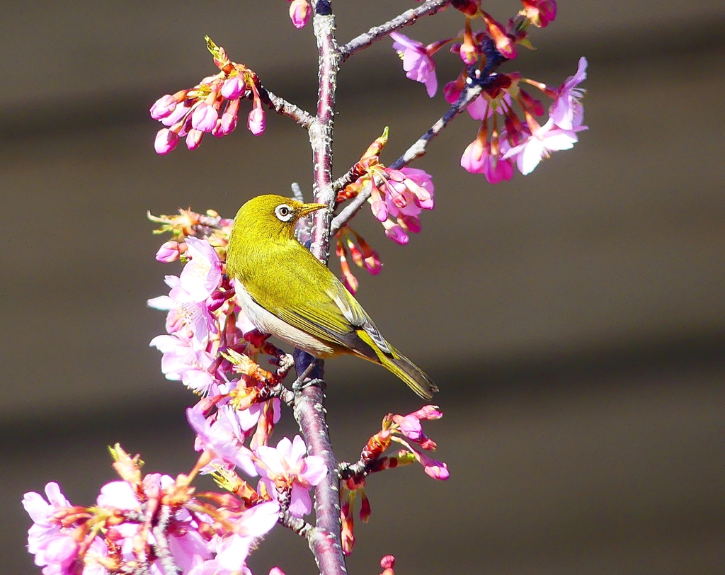 P4780074：メジロ＜河津桜＞_R