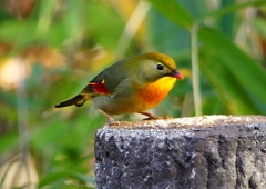 P1520417：ソウシチョウ_R