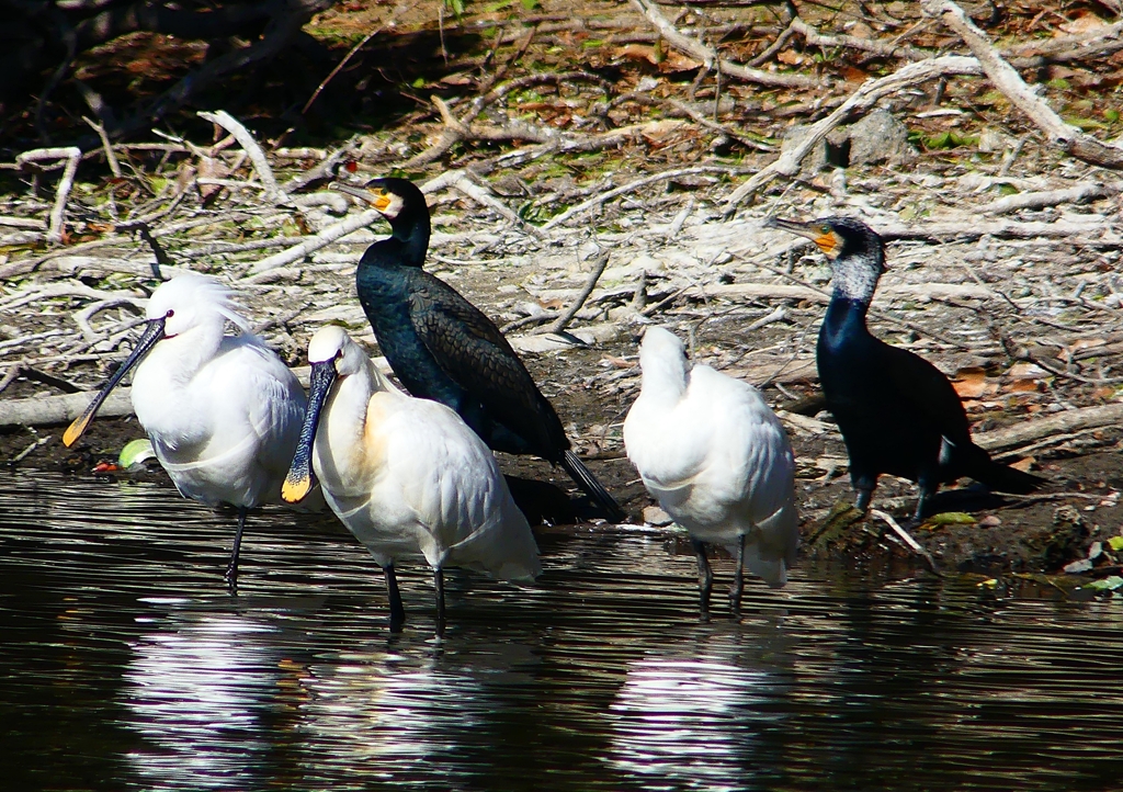P1690731：ヘラサギ_R