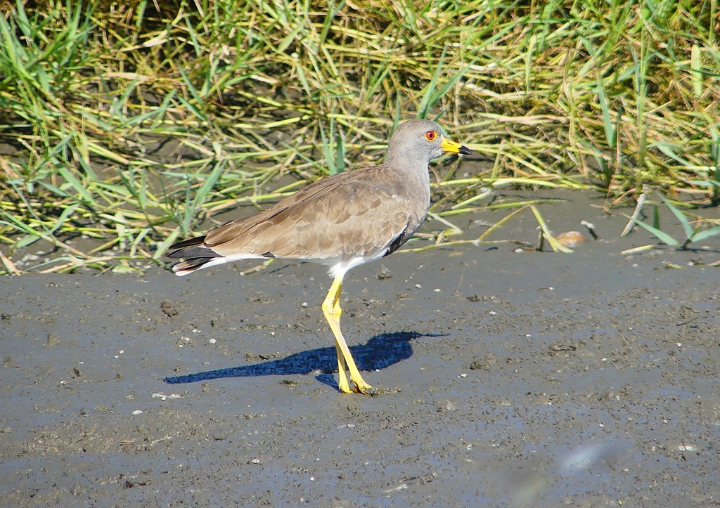 P1250728：ケリ_R