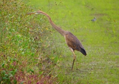 P1400835：ムラサキサギ_R