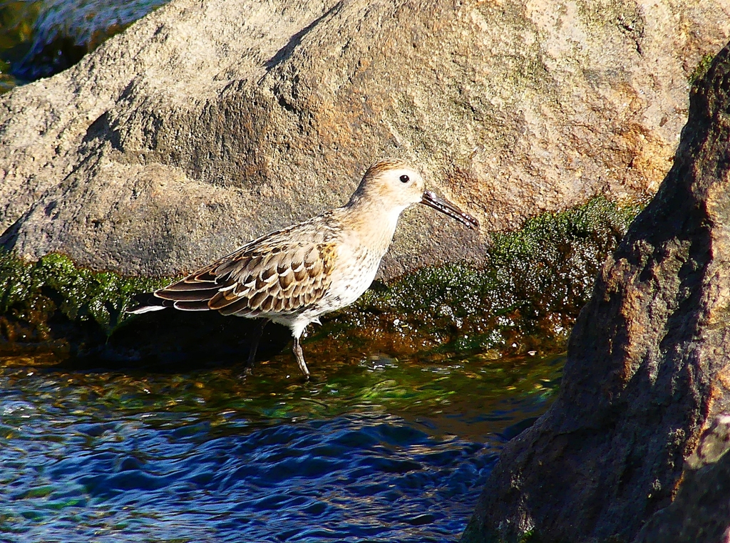 P4400057：ハマシギ_R