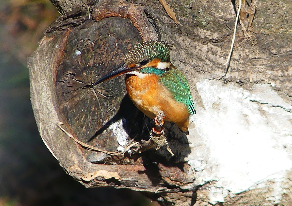 P1540021：カワセミ（メス）_R