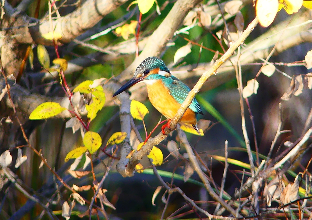 P4560336：カワセミ_R