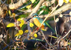 P4560336：カワセミ_R