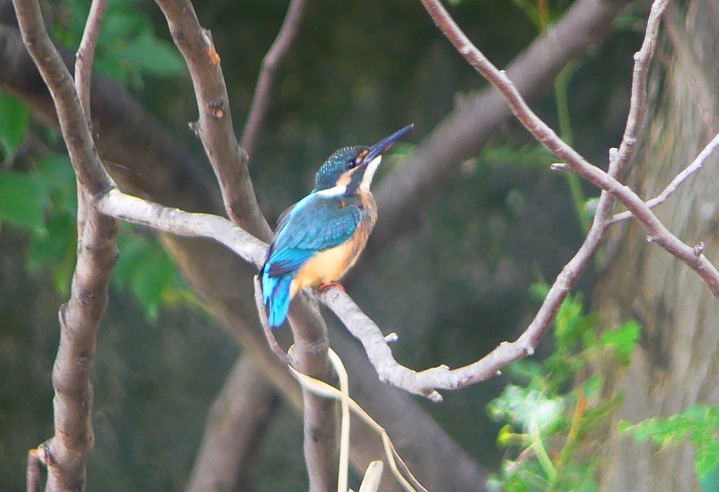 P1020396：カワセミ（オス）_R