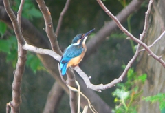 P1020396：カワセミ（オス）_R