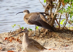 P4980340：チュウシャクシギ_R