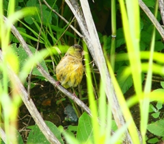 P4230235：カワラヒワ（若鳥）_R