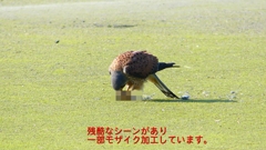 P1990069：チョウゲンボウ-12_R