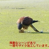 P1990069：チョウゲンボウ-12_R