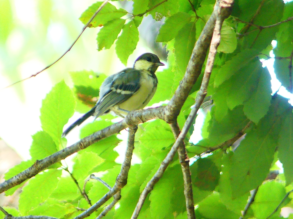 P1130633：シジュウカラ（幼鳥）_R