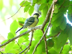 P1130633：シジュウカラ（幼鳥）_R