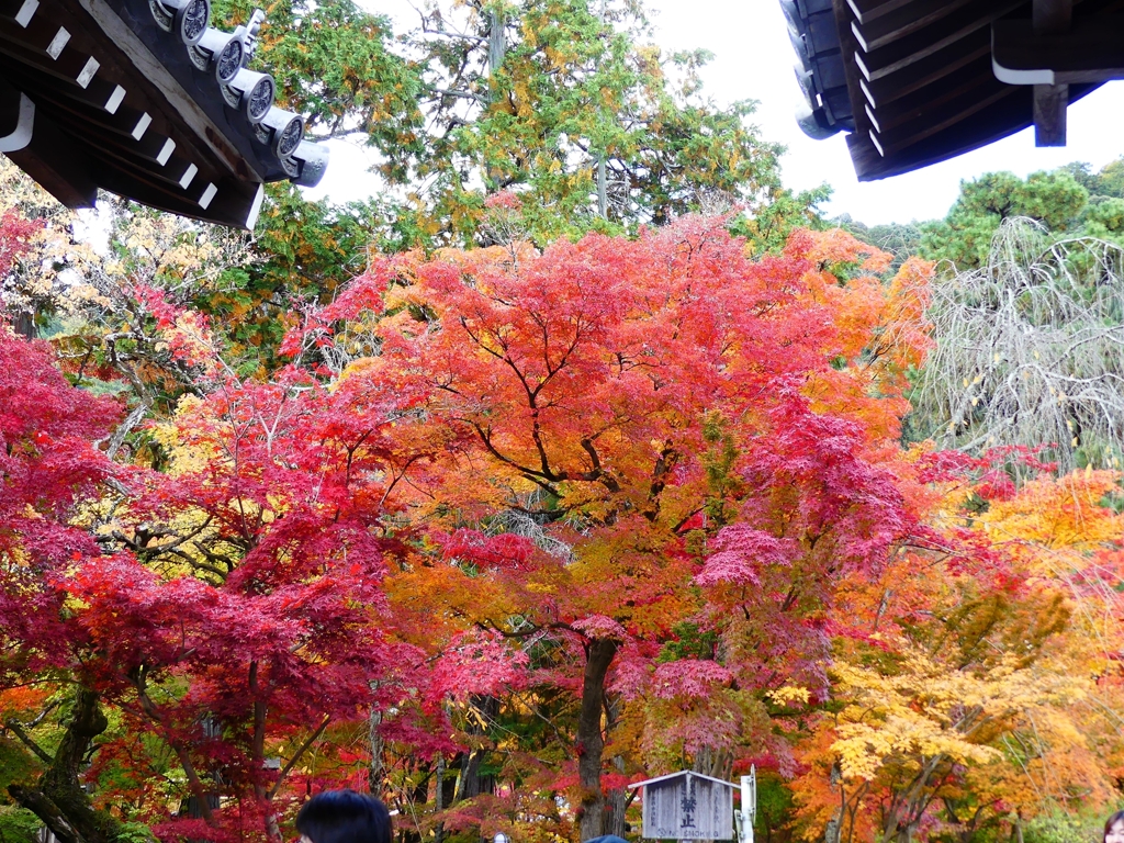 P1030593：永観堂＜京都の紅葉＞_R