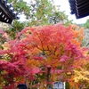 P1030593：永観堂＜京都の紅葉＞_R