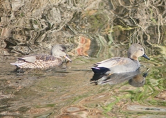 P1570285：オカヨシガモ_R