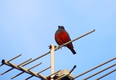 P3720063：イソヒヨドリ（オス）_R