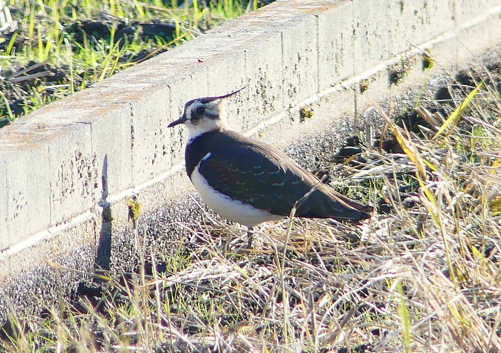 P1460523：タゲリ_R