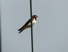 P4210372：ツバメ_R