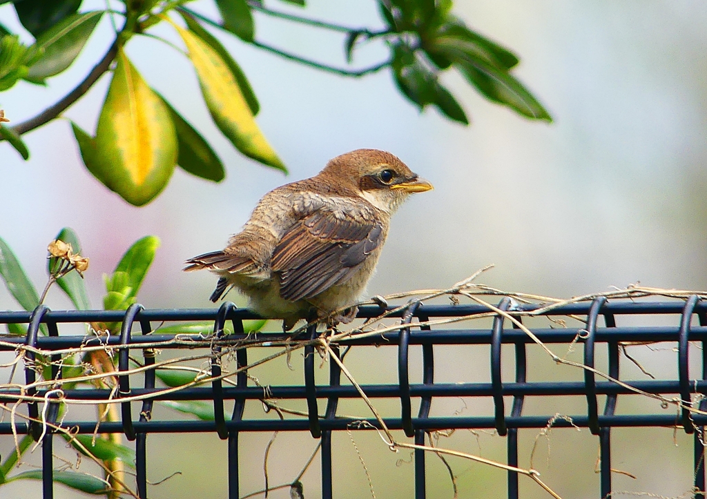 P1940922：モズ（幼鳥）_R
