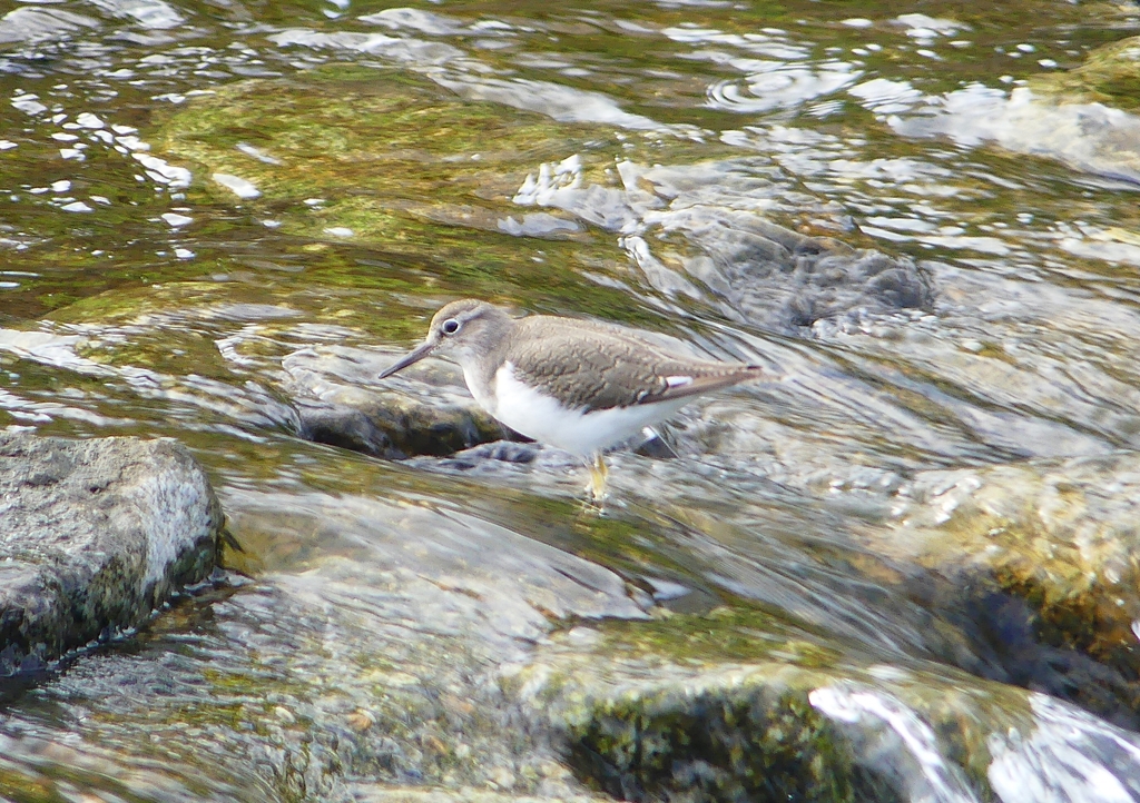 P1240092：イソシギ_R