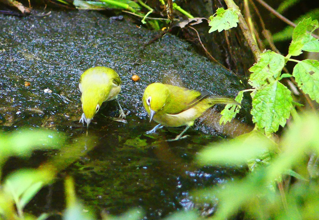 P4260690：メジロ_R