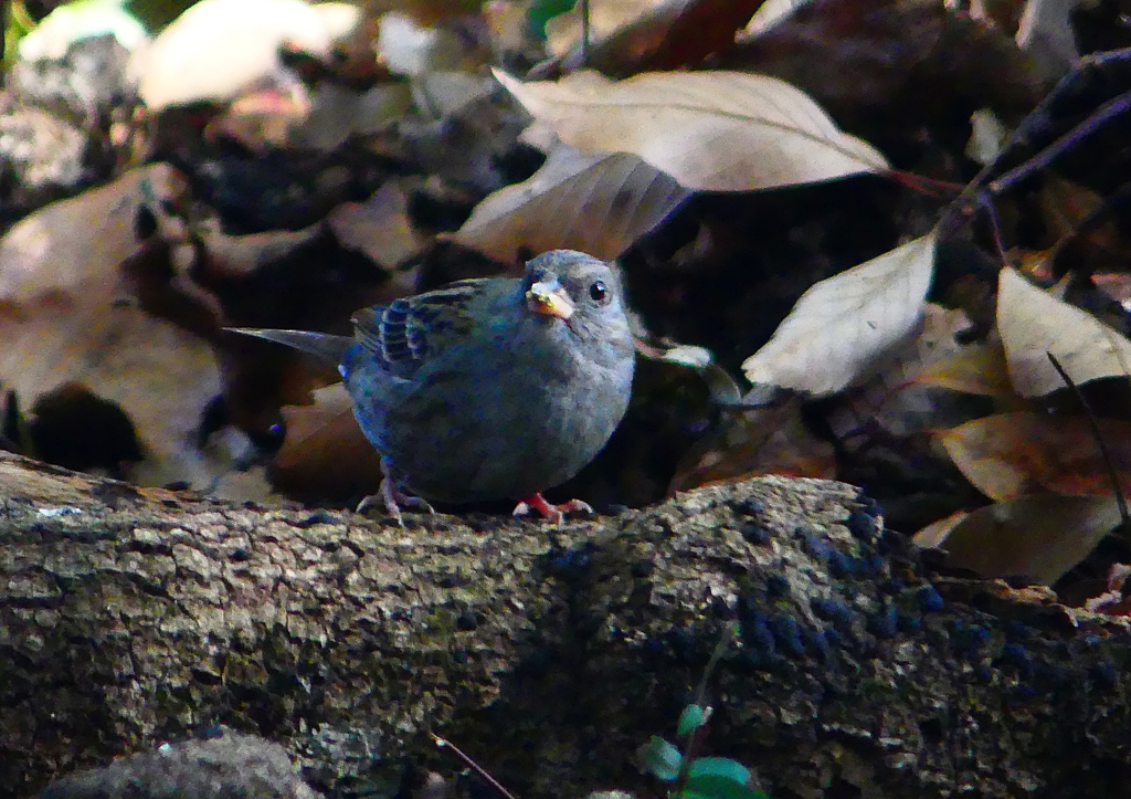 P1740470：クロジ_R