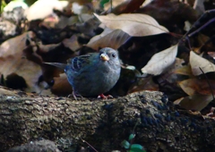 P1740470：クロジ_R