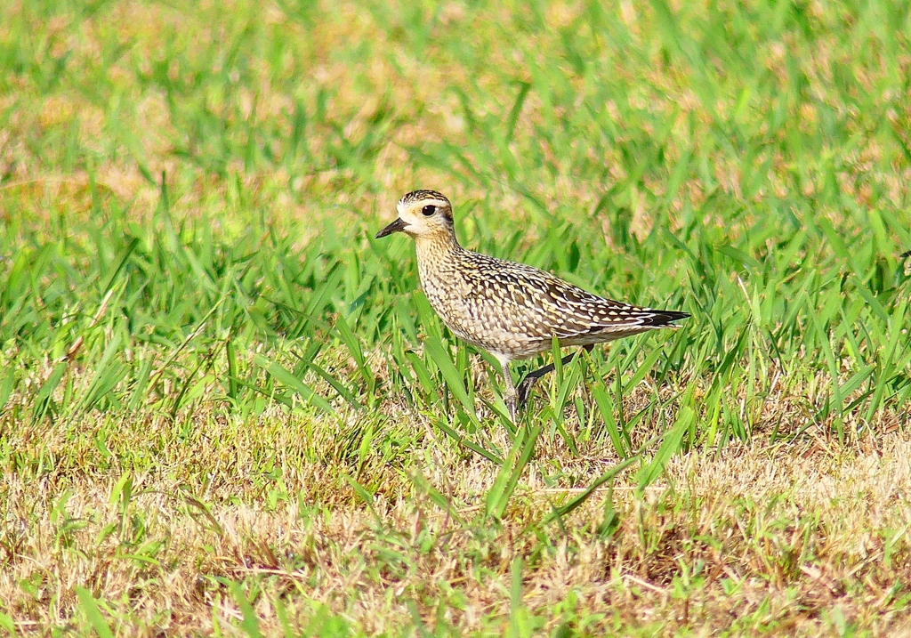 P4420435：ムナグロ_R