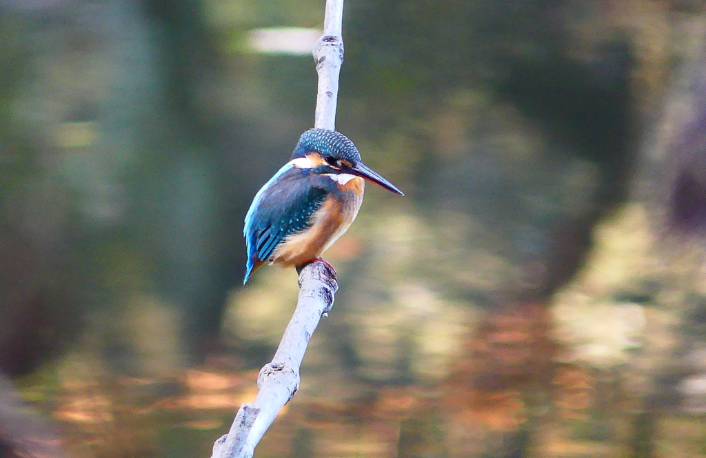 P4560288：カワセミ（メス）_R